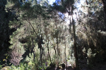 Aguamansa | Teneriffa