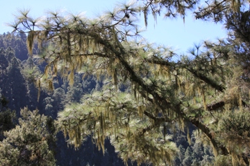 Aguamansa | Teneriffa