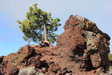 Parque del Naticional del Teide