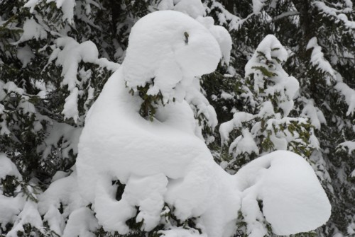 Von Axams auf die Birgitzer Alm und weiter zum Birgitzk&ouml;pflhaus