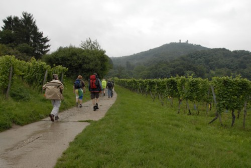 Nibelungenweg | Weinplantagen in Zwingenberg