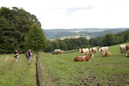 Nibelungenweg im Odenwald