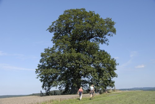 Russeneiche auf dem Nibelungenweg im Odenwald