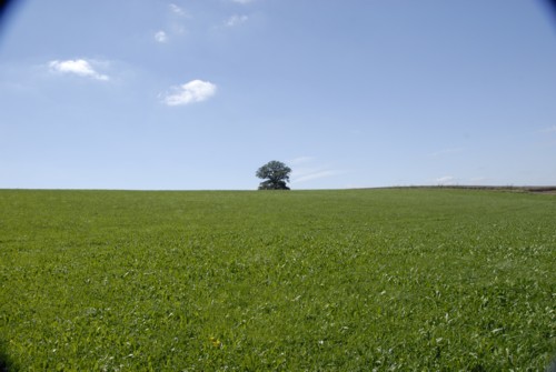 Nibelungenweg | Russeneiche