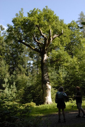 Nibelungenweg | Lauseiche