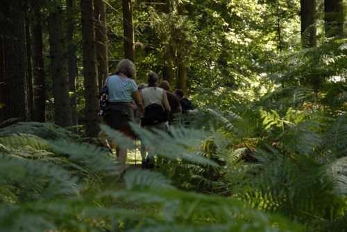 Nibelungenweg im Odenwald