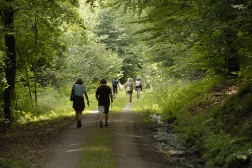 Nibelungenweg im Odenwald