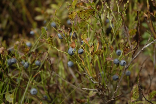 Tuxer Alpen | Schwaz | Gamssteinhaus | Kellerjoch | Gartalmhaus | Kuhmoser