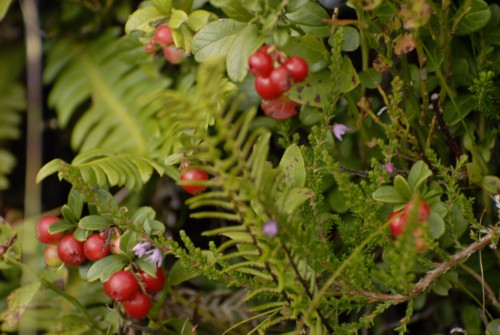 Tuxer Alpen | Schwaz | Gamssteinhaus | Kellerjoch | Gartalmhaus | Kuhmoser